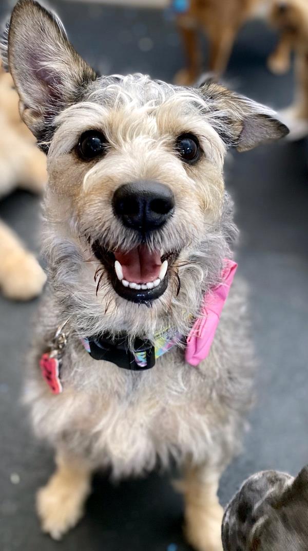 /Images/uploads/The Murphee and Sugar Angel Foundation/murpheeandsugar-pet-photo-contest-fundraiser/entries/27747.jpg